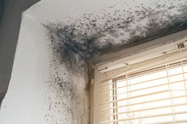 Affordable Mold Remediation solutions in Port Reading, NJ