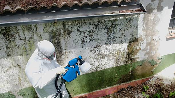 Top rated local Mold Remediation specialists in Port Reading, NJ